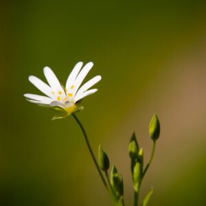 flower, petals, stellaria palustris